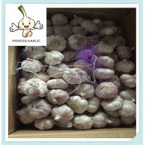 normal white Garlic for sale at competitive price High quality Fresh Organic Garlic
