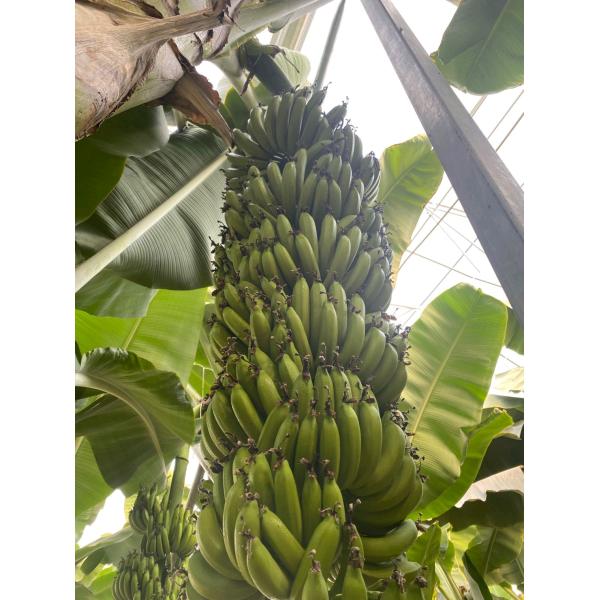 Banana Planting Amino Acid Chelated Micronutrients Organic Calcium Fertilizer