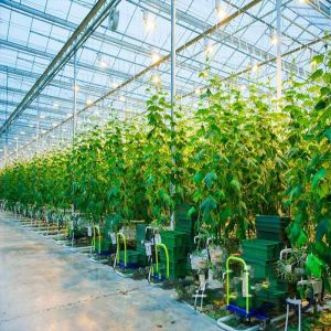 60m/S Max Wind Speed Anticorrosive Greenhouse Solar System