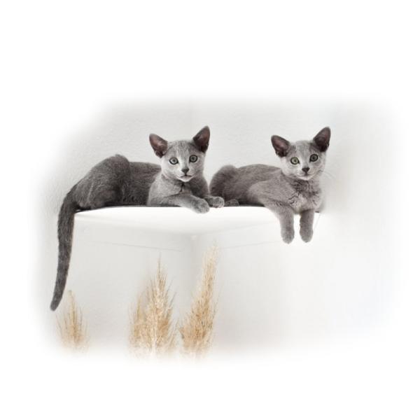Buy Wall-Mounted Cat Shelf Modern Metal Cat Room Seat with Pre-Drilled Installation at wholesale prices