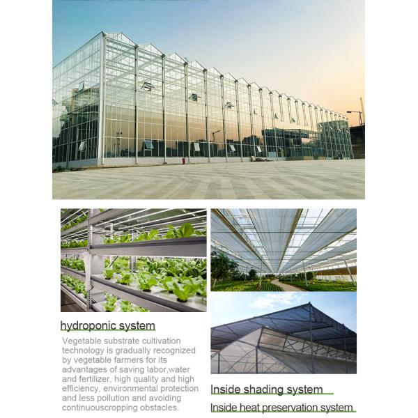 Hot Galvanzied Steel Pipe Agricultural Venlo Glasshouse Turnkey Project
