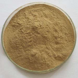 pumpkin seed extract powder-- pumpkin seed extract --Cucurbita moschata Duch.
