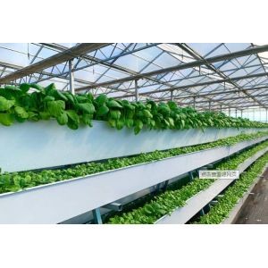 Tomato Plant Hydroponic Good Weather Resistance Agricultural Greenhouse