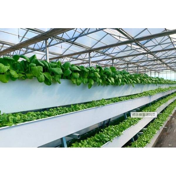 Buy Tomato Plant  Hydroponic Good Weather Resistance Agricultural Greenhouse at wholesale prices