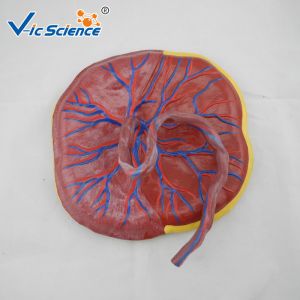 Professional Human Anatomical Model Medical Placental Model Attached To