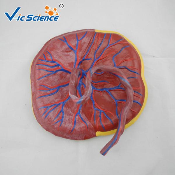 Professional Human Anatomical Model Medical Placental Model Attached To