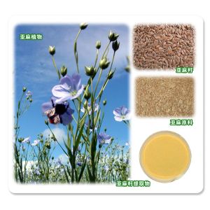 Top Quality SDG 10%-60% Linseed Extract --Linum usitatissimum L.