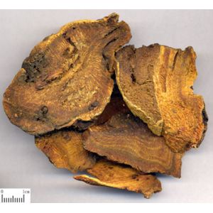 Quality Rhubarb Root P.E. RHB-Anthraquinones 50% UV；10：1, Chinese Manufacturer , top quality for sale