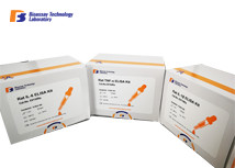 Sheep Testosterone Accurate Quantitative Detection Enzyme Linked Immunosorbent