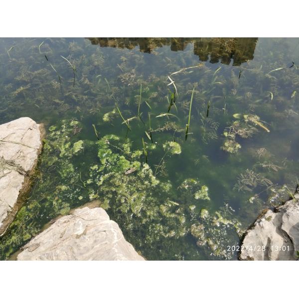 Stainless Mesh Water Hyacinth Water Moss Reed Collection Boat With Storage Bucket