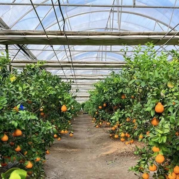 Multi-Span Greenhouse with Advanced Irrigation About Shipping Cost and Delivery