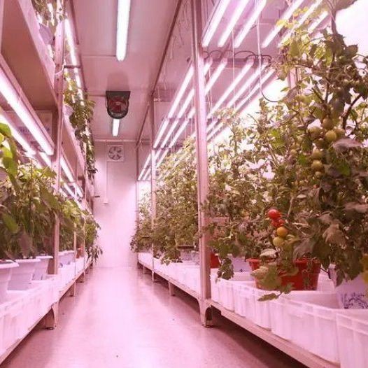 Buy Shipping Container Vertical Farming Commercial Greenhouse with Hydroponics Innovation at wholesale prices