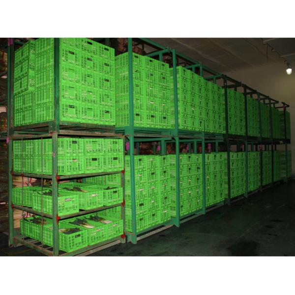 Buy Agricultural Plastic Collapsible Storage Crate Customized 600*400 Mm at wholesale prices