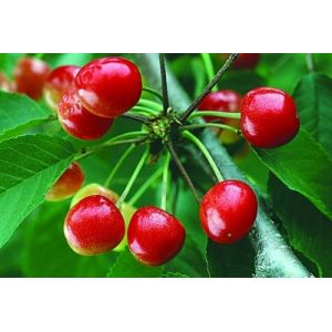 Pure Natural Cherry Extract/Pure Natural Acerola Cherry Extract