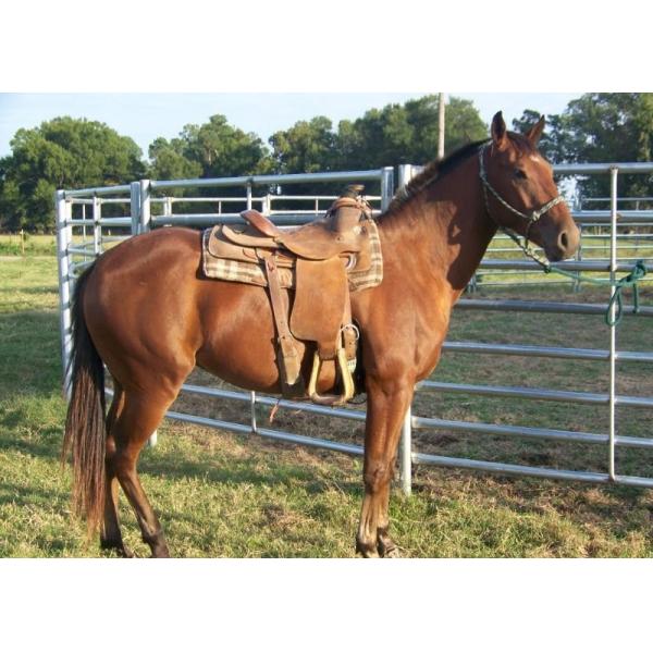 Buy Galvanized Steel Tubes H1.8m Livestock Fence Panels at wholesale prices