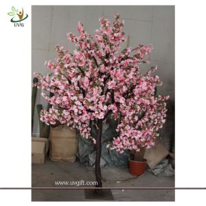 UVG CHR074 Flowering Cherry Trees 8ft high