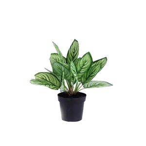 Quality Beautiful Plastice Artificial Indoor Plants Calathea Sanderiana 35CM High for sale
