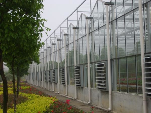 Vegetable Plant Commercial Glass Greenhouse Span Width 9.6 / 10.8 / 12m