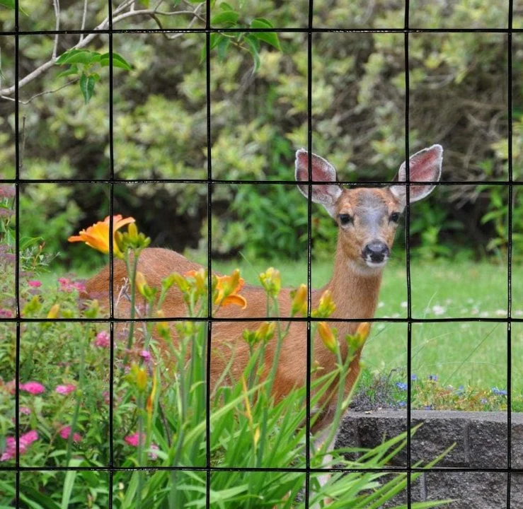 Galvanized Welded Wire Mesh for Fencing with Factory Price