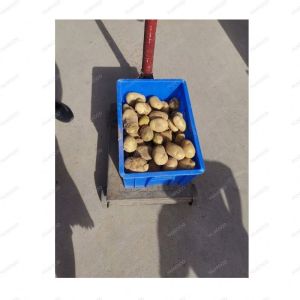 Stainless Steel Commercial Fruit Rolling Grading Machine Potato And Chestnut