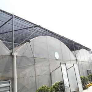 Grape Multi Span Greenhouse With Grape Trellising System To Malaysia