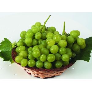 Prometryn 50% WP/herbicides/vegetable/fruits/cereal