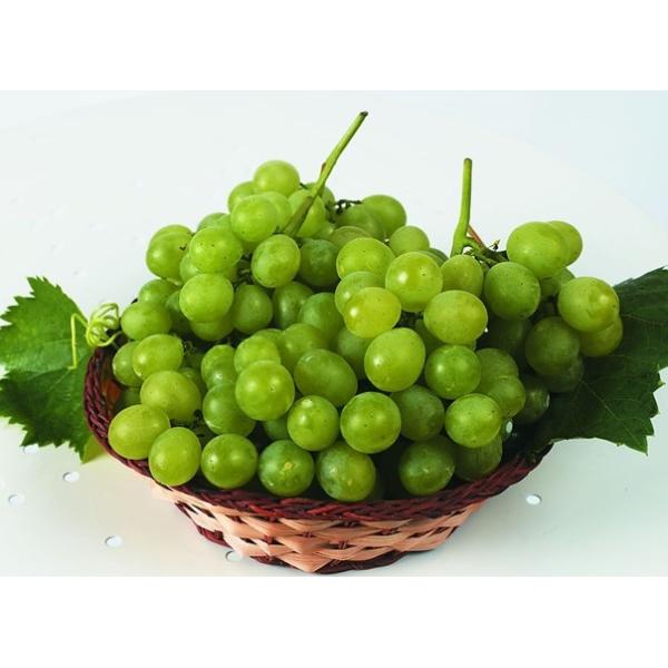 Buy Prometryn 50% WP/herbicides/vegetable/fruits/cereal at wholesale prices