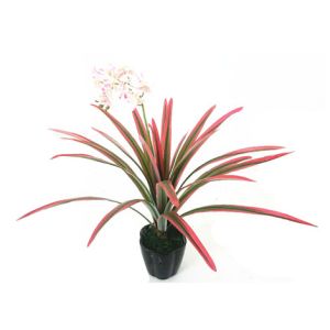 Quality Tulip,Tulipa gesneriana, Parrot tulip, Clarimond Tulip, The Black Tulip for sale