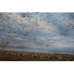 China Snow Goose Rag Decoys 1 Dozen (12) + 2 FREE Speck/Canada Rags With Each Dozen! on sale