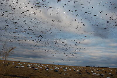 Buy ANTIQUE HUNTING REPRINT PHOTOGRAPH BOY ANTIQUE CAR LOTS SNOW AND BLUE GEESE at wholesale prices