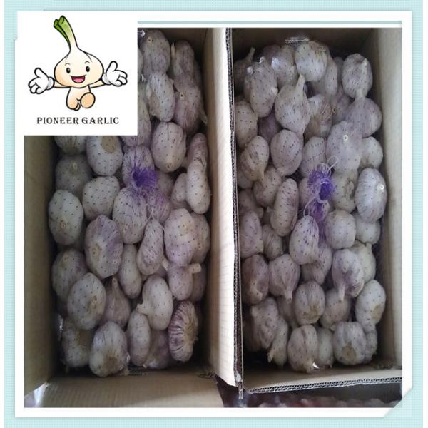 Buy China Cheapest Fresh Garlic Best Quality Jinxiang super garlic at wholesale prices