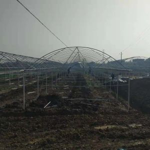 Plastic Shed Multi Span Greenhouse / Agricultural Polythene Grow Tunnel
