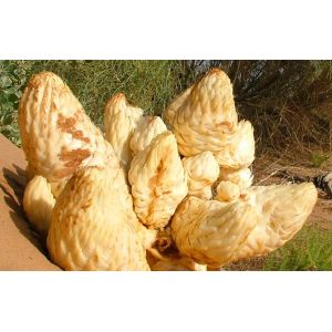 100% Natural 5%--20% Echinacoside Cistanche Tubulosa Extract with rich