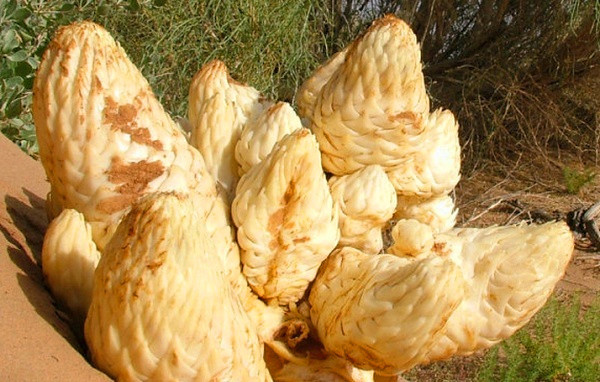 100% Natural 5%--20% Echinacoside Cistanche Tubulosa Extract with rich