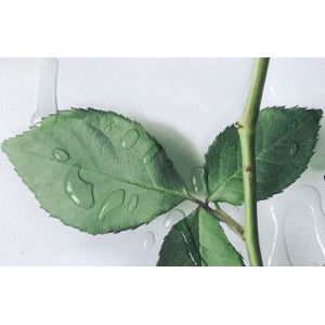 Inkjet Polyester Canvas Rolls Waterproof