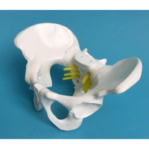 Plastic Mini 13x9x9cm Female Pelvis Model For Medical Teaching
