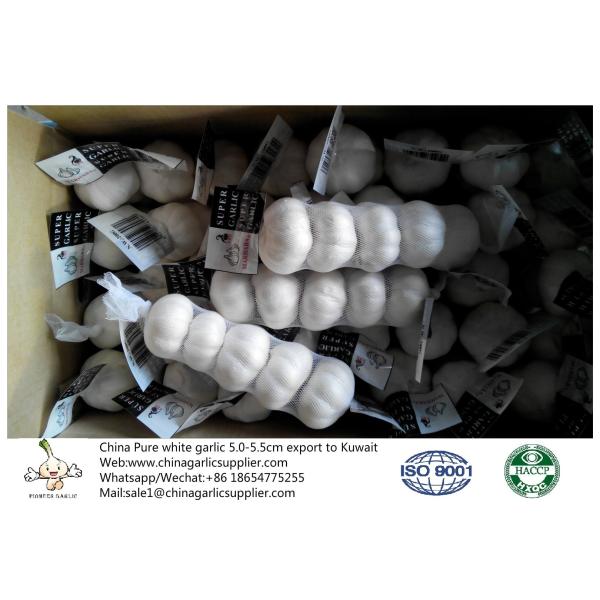 Buy Fresh garlic export to Kuwait by Pioneer Garlic Group with 5.0-5.5 cm pure white garlic at wholesale prices