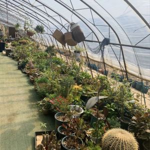 Experience the Benefits of the Flower Sunlight Greenhouse US Currency