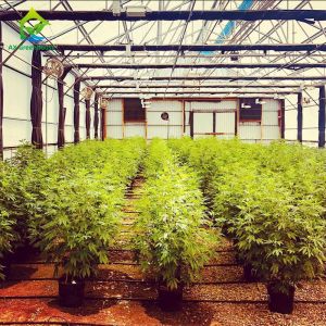 Full Automatic Blackout Light Deprivation Greenhouse For Medical Plants Growing