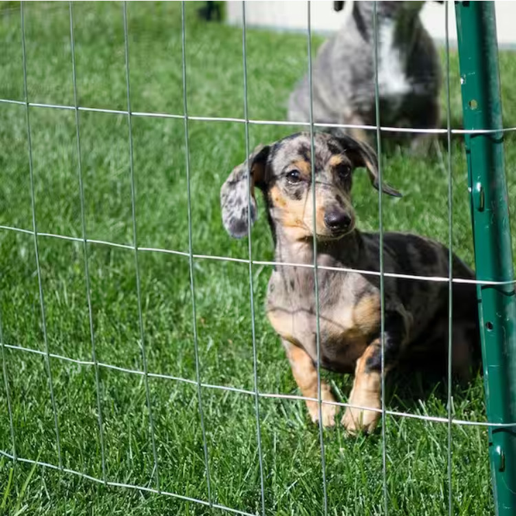 Professional Supply Rabbit Welded Wire Mesh with Electro Galvanized Finish 5-50m