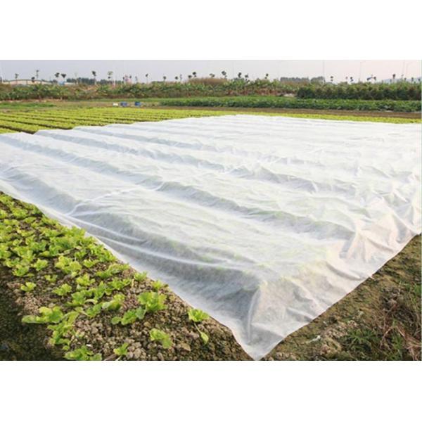 Customized Color And Size PP Spunbond Nonwoven Fabric For Agriculture Applicatio