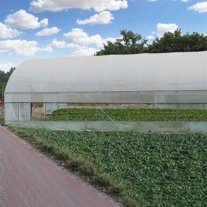 150mic PE Film Tunnel Plastic Greenhouse With Galvanized Steel Frame