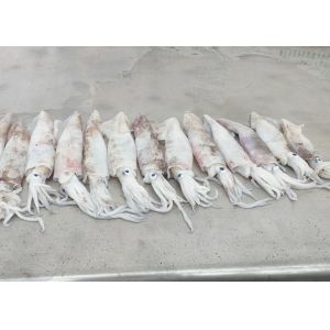 Freshness Squid Dried Fish Chinensis 18cm - 25cm Iso Certification