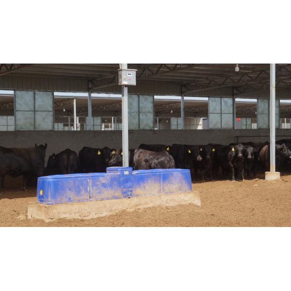 Automatic Cattle Waterer with 260L Capacity for Easy Cow Drinking