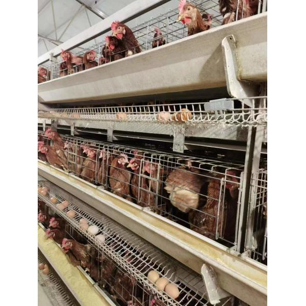 Buy A / H Type Layer Poultry Cages , HDG 54-384 Chicken Egg Laying Machine at wholesale prices