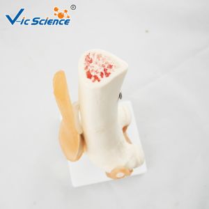 Medical Anatomical Ligament Plastic Knee Joint Anatomy Skeleton Model Of