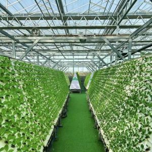 Proper Intelligent Garden Glass Frame Agriculture Greenhouse Sale 100.000kg
