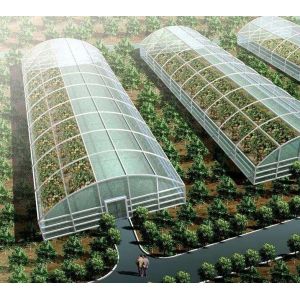 Cultivation Method Hydroponics US Regulated Glass Greenhouse for Vegetable