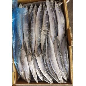 1# BQF Seafrozen Pacific Saury Fish With Bulk Packaging