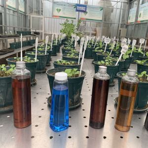 Soy-Based Amino Acid Liquid Fertilizer Amino Acid Liquid 30%, chloride free